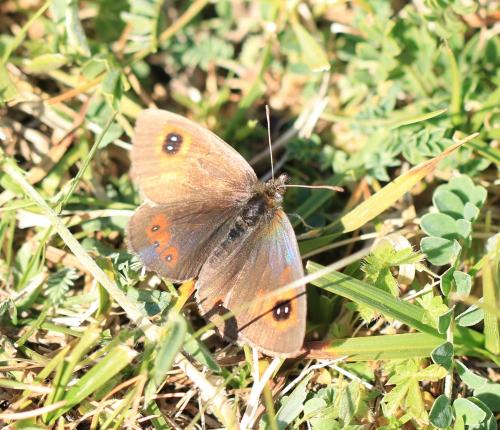 Erebia sp.